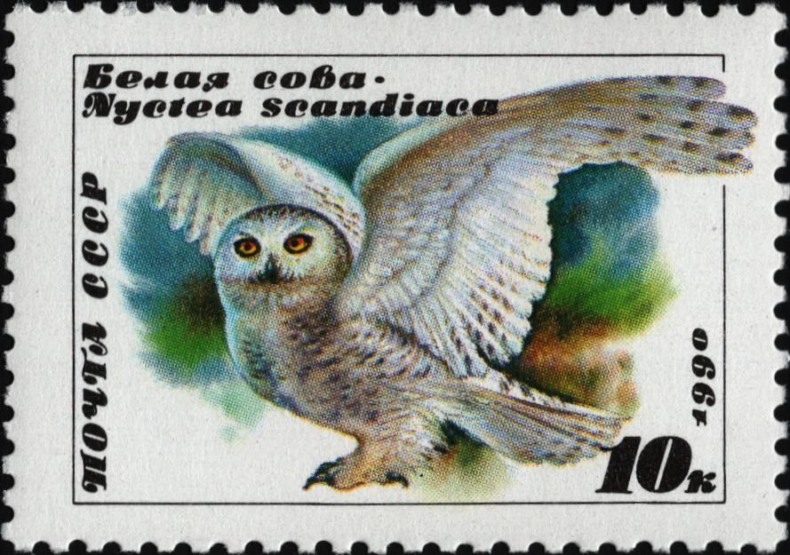 The Soviet Union 1990 CPA 6183 stamp (snowy owl).jpg by by User Matsievsky from personal collection. Use possible through Public Domain.